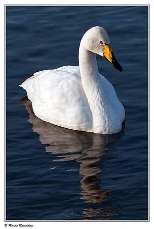 Whooper Swan (Wilde Zwaan) at the Nature Park Lelystad