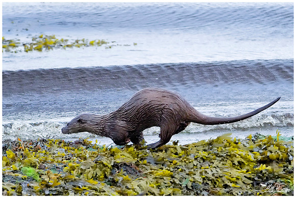 Eurasian Otter (Europese Otter) on the Isle of Mull - Scotland