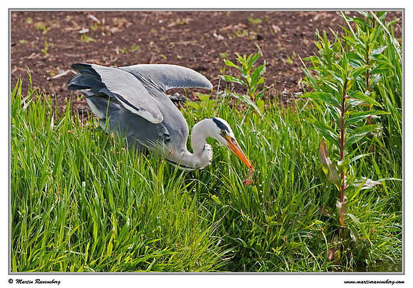 Grey Heron (Blauwe Reiger) at the Reeuwijkse Plassen.