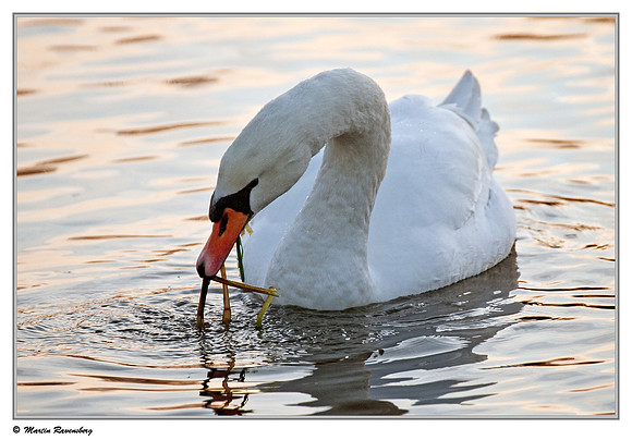 Mute Swan (Knobbelzwaan) near Hazerswoude, Spookverlaat