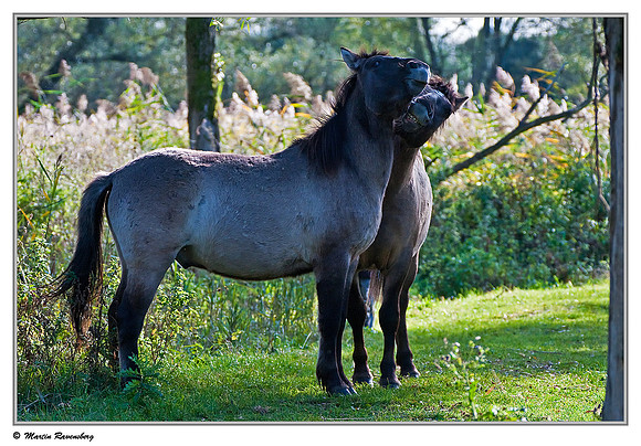 Konikhorses (Konikpaard) at the Oostvaardersplassen - De Zeearend  Vogelkijkhut