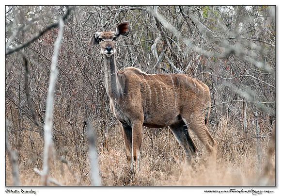 Greater Kudu (Koedoe) at the Hlane Royal National Park