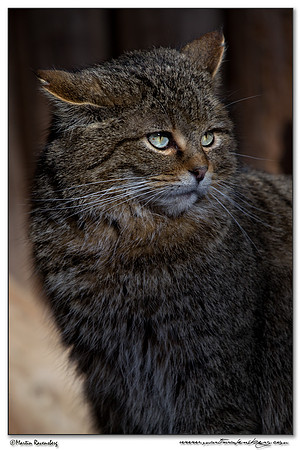 Wildcat (Wilde Kat) at the Bavarian Forest National Park