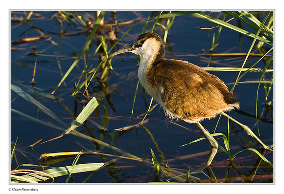 African Jacana (immature)