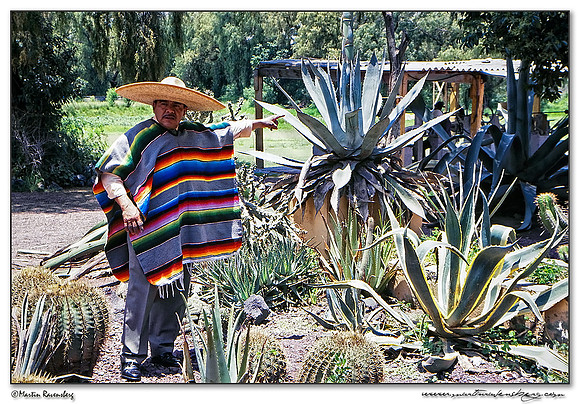 Some explanation of the blue agave plant from which Tequila is made​​.