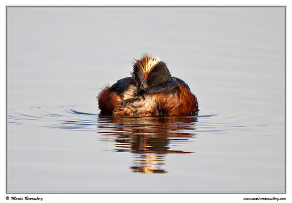 Black-necked Grebe (Geoorde Fuut) at the Groene Jonker nature area near Noorden