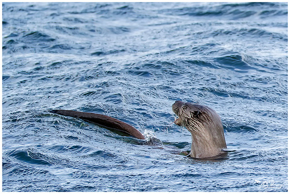 Eurasian Otter (Europese Otter) on the Isle of Mull - Scotland