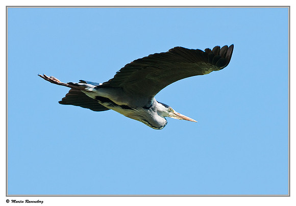 Grey Heron (Blauwe Reiger) at the Stolwijkse Boezem near Gouderak