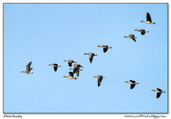 Greater White-fronted Goose (Kolgans) & Bean Goose (Toendrarietgans) near Linum and surrounding areas
