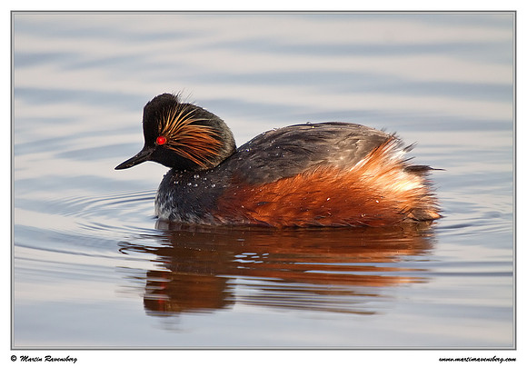 Black-necked Grebe (Geoorde Fuut) at the Groene Jonker nature area near Noorden