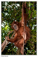 Sumatra