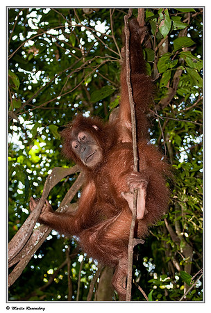 Sumatran Orang-Utan in the Gunung Leuser National Park at Bukit Lawang