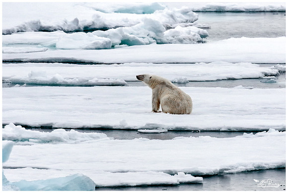 Polar Bear (IJsbeer) at Vibebukta, at the south west coast of the Nordaustlandet Island.