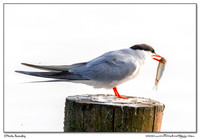 Terns
