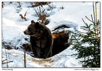 Bavarian Forest National Park - Germany (2014)