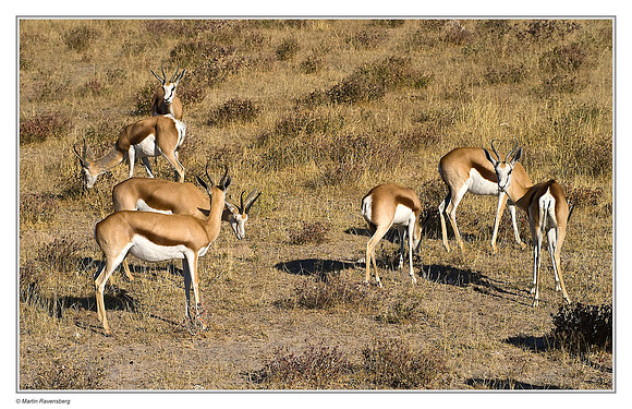 Springbok in Etosha National Park