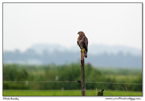 Common Buzzard (Buizerd) in the polders Eemland near Eemnes