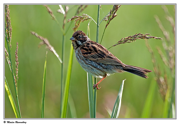 Reed Bunting (Rietgors) at the Groene Jonker nature area near Nieuwkoop