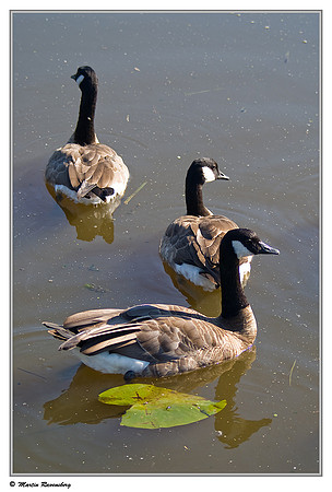 Canada Goose (Grote Canadese Gans) near Zoetermeer