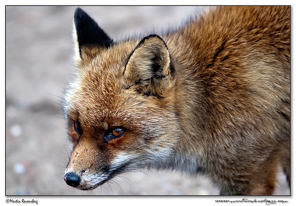 Red Fox (Vos) at the Amsterdamse Waterleiding Duinen Nature Reserve