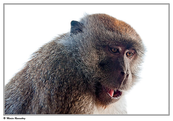 Long-tailed Macaque at a viewpoint over the Toba Lake near Prapat