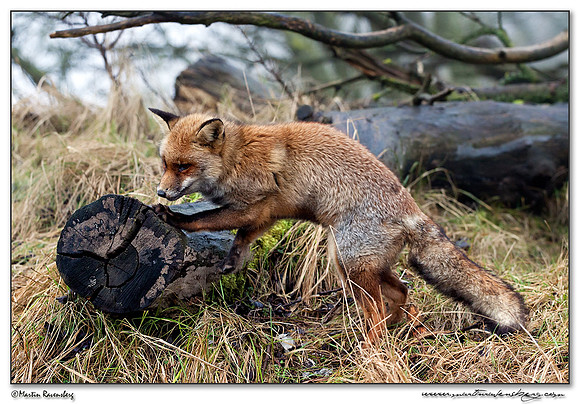 Red Fox (Vos) at the Amsterdamse Waterleiding Duinen Nature Reserve