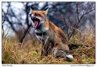 Wildlife & Domestic Animals