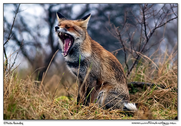 Red Fox (Vos) at the Amsterdamse Waterleiding Duinen Nature Reserve