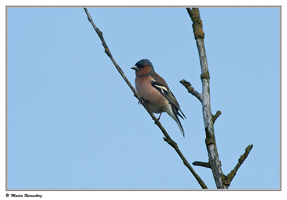 Chaffinch (Vink) at the Oostvaardersplassen - Wilgenbos