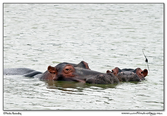 Hippopotamus (Nijlpaard) at the Hlane Royal National Park