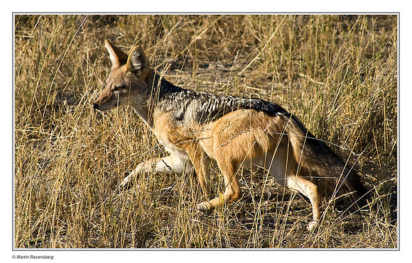 Black-Backed Jackal in Etosha National Park