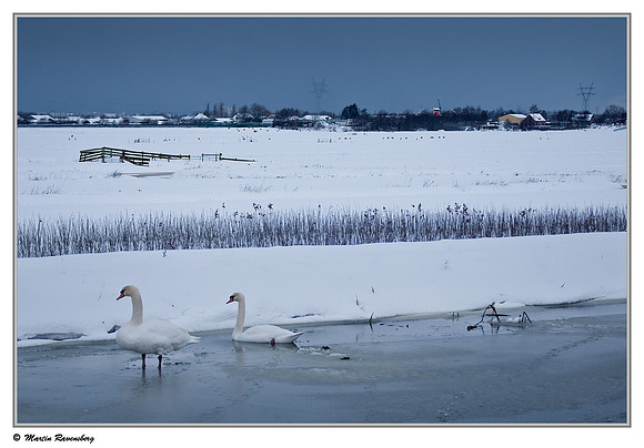 Mute Swan (Knobbelzwaan) near Hazerswoude, Spookverlaat