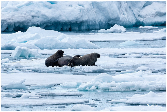 Walrus on drift ice at Torellneset at the south west coast of the Nordaustlandet Island.