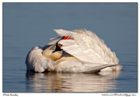 Swans