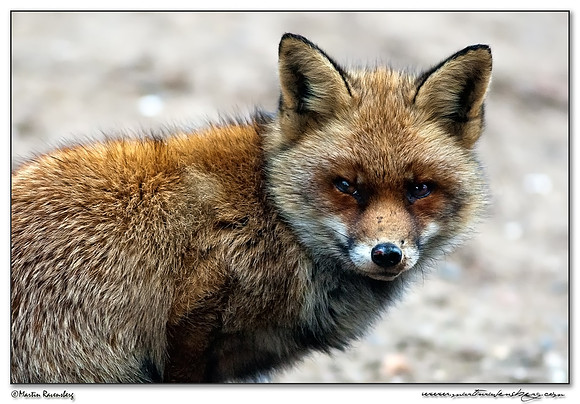 Red Fox (Vos) at the Amsterdamse Waterleiding Duinen Nature Reserve