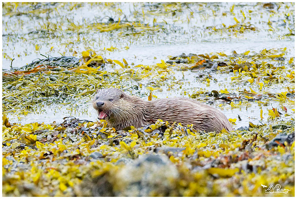 Eurasian Otter (Europese Otter) on the Isle of Mull - Scotland