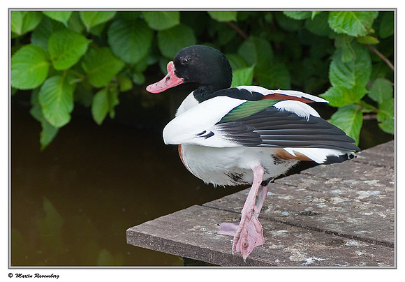 Common Shelduck (Bergeend) at the Reeuwijkse Plassen