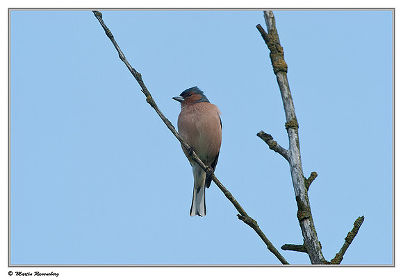 Chaffinch (Vink) at the Oostvaardersplassen - Wilgenbos