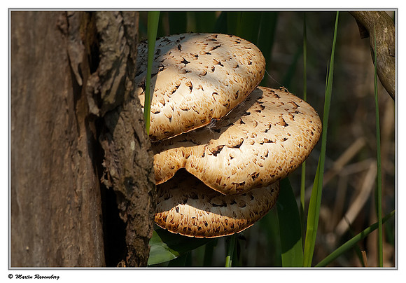 Dryad's saddle / Zadelzwam (Polyporus squamosus) at the Oostvaardersplassen - De Kluut hut