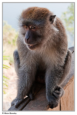 Long-tailed Macaque at a viewpoint over the Toba Lake near Prapat