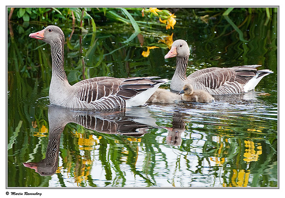 Greylag Goose (Grauwe Gans) at the Reeuwijkse Plassen