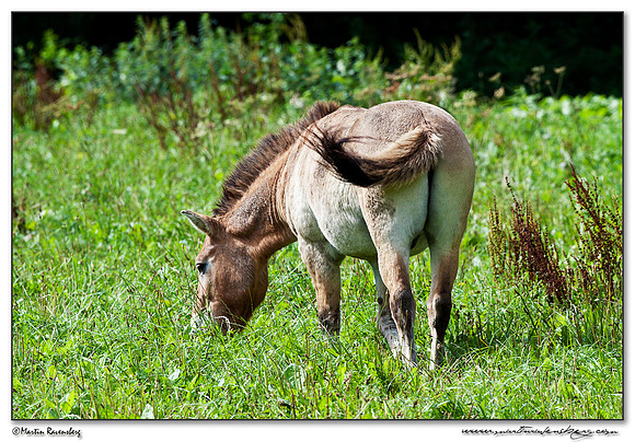 Przewalski's Horse (Przewalskipaard) at the Nature Park Lelystad