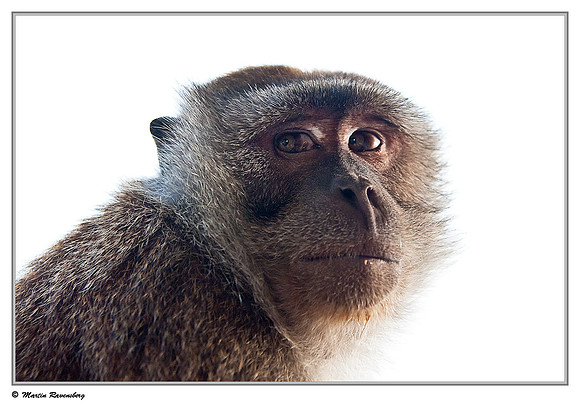 Long-tailed Macaque at a viewpoint over the Toba Lake near Prapat