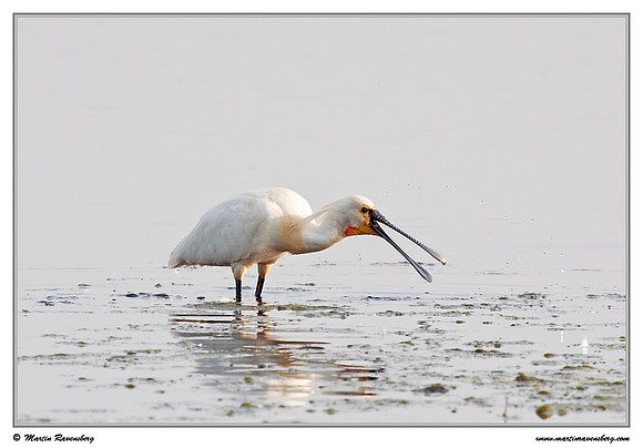 Eurasian Spoonbill or Common Spoonbill (Lepelaar) at the Groene Jonker nature area near Nieuwkoop