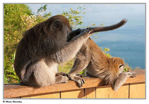 Long-tailed Macaque at a viewpoint over the Toba Lake near Prapat