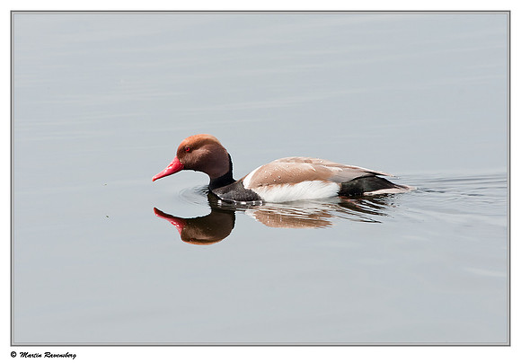 Red-crested Pochard (Krooneend) at the Reeuwijkse Plassen
