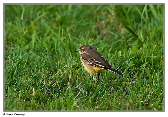Yellow Wagtail (Gele Kwikstaart) near Hazerswoude in the meadow birds reserve De Wilck