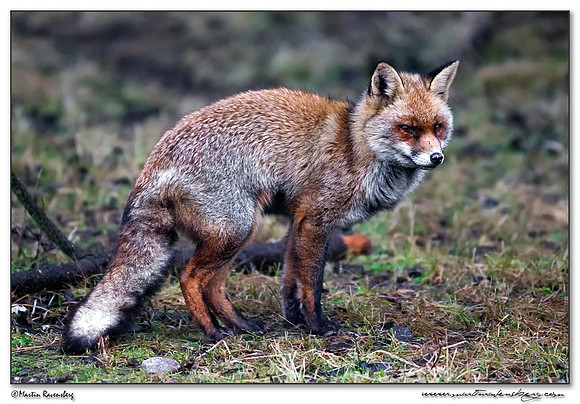 Red Fox (Vos) at the Amsterdamse Waterleiding Duinen Nature Reserve