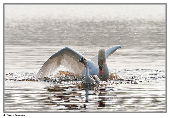 'Wild Goose Chase'  - Mute Swan (Knobbelzwaan) & Domestic Goose near Hazerswoude, Spookverlaat - Amalia Hut