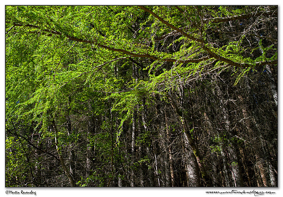 The forest near Dundonnell